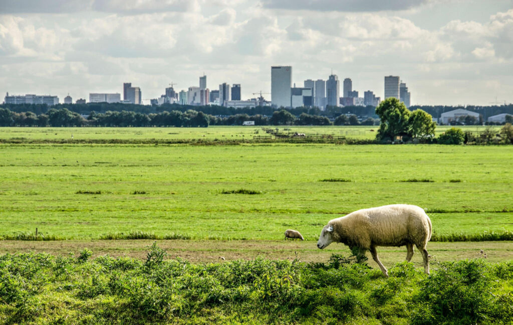 Sheep grazing on lush greenery in Rotterdam City, Netherlands