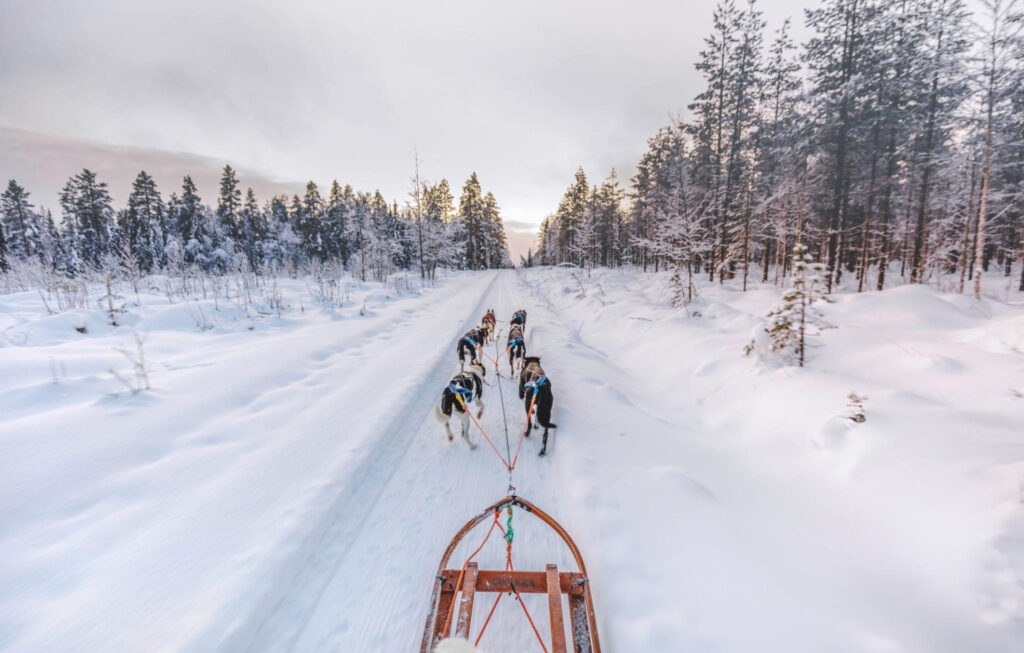 Dogs pulling a sled through a snowy landscape