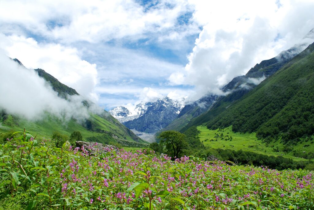 Valley of Flowers, Garhwal Uttarakhand, India with colorful alpine flowers and mountain backdrop