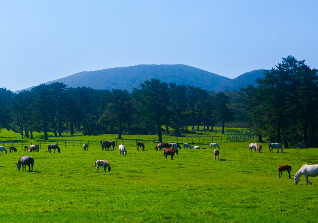 A breathtaking landscape of Hallasan Mountain covered in lush greenery, with a clear blue sky above in Jeju-si, South Korea