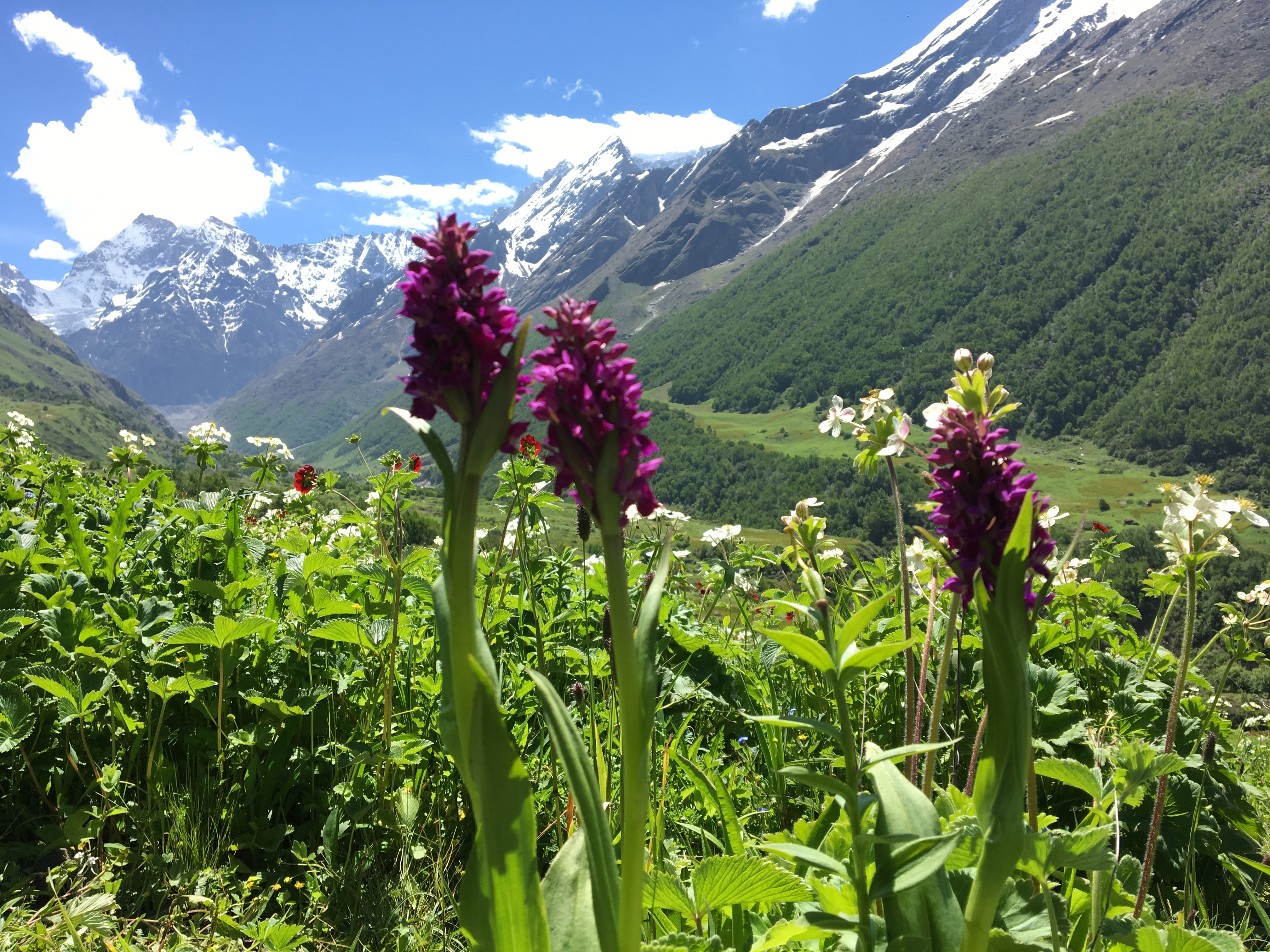 Blooming flowers in the Valley of Flowers, Chamoli, India, with colorful petals set against lush green mountains
