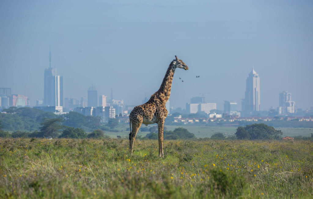 A group of giraffes walking in Nairobi National Park with the city skyline in the background.
