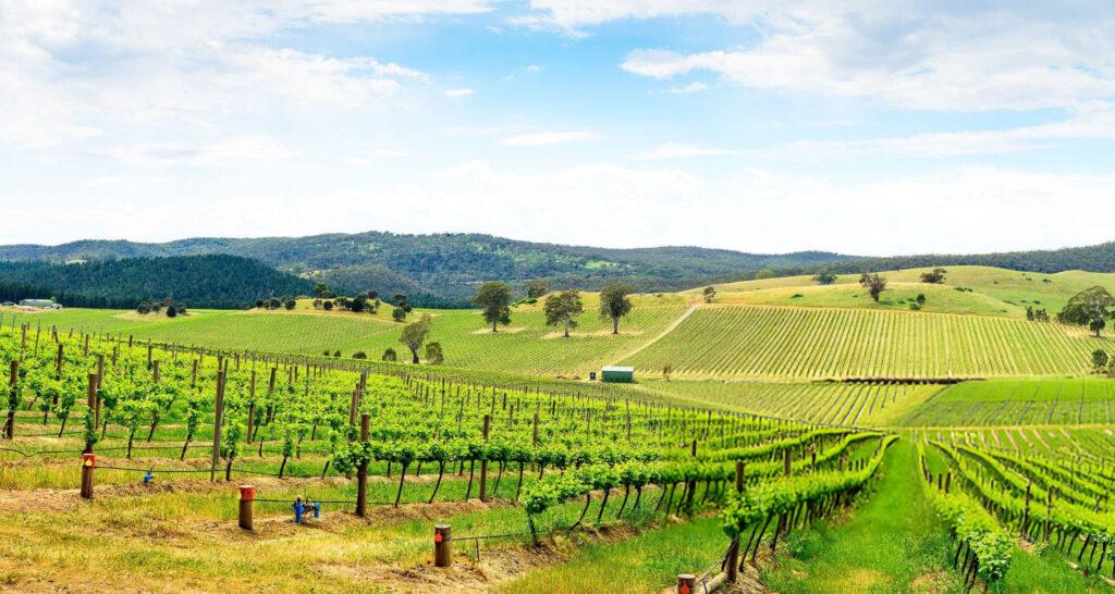 Wide aerial view of Barossa Valley’s vineyards spread across rolling hills with patchwork fields and distant mountains under a clear blue sky