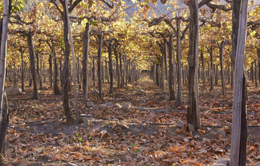 Vibrant vineyard in Limarí Valley, Chile, with rows of grapevines and mountains in the background
