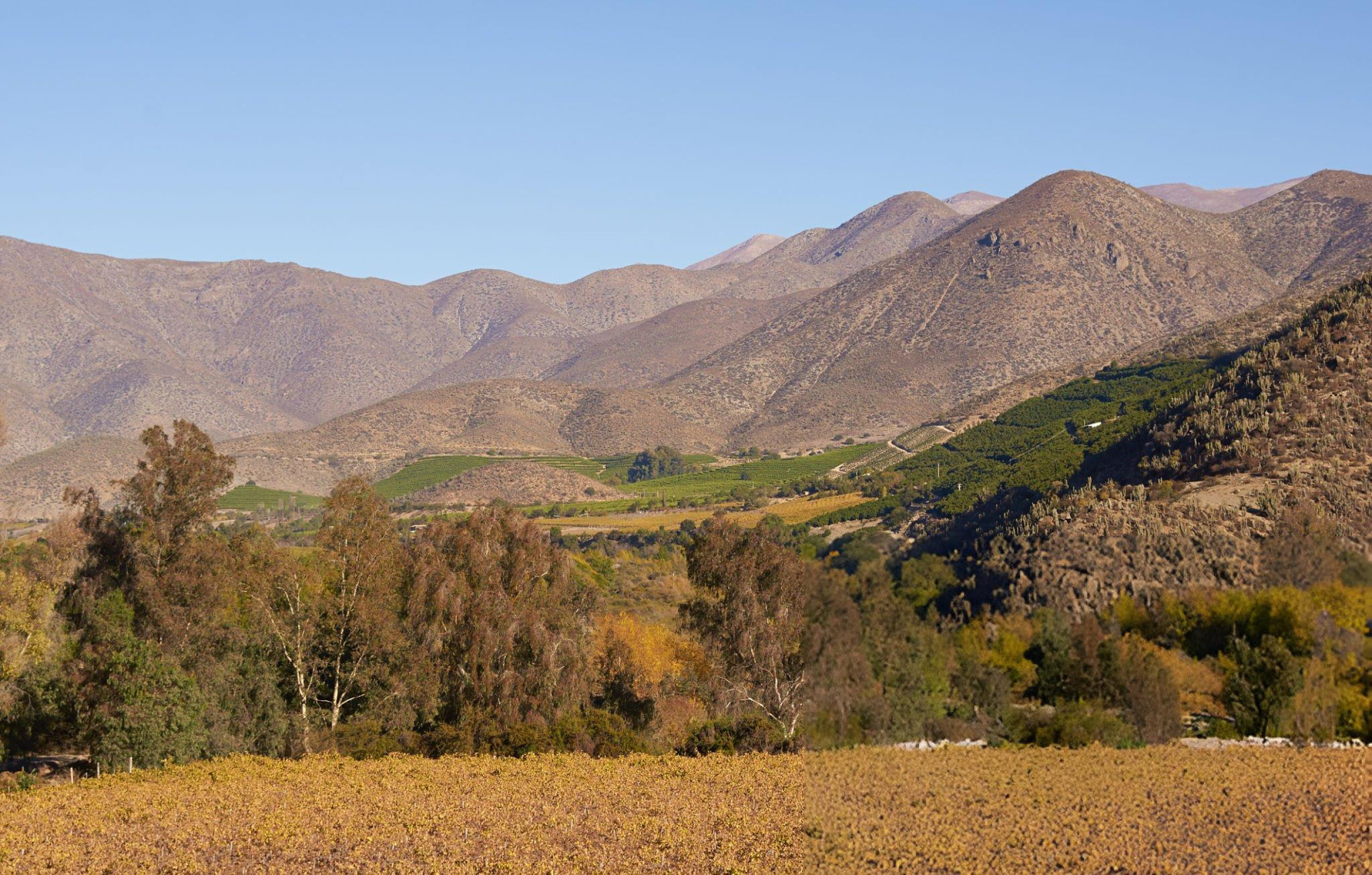 Panoramic view of Limarí Valley with vineyards, mountains, and clear blue skies