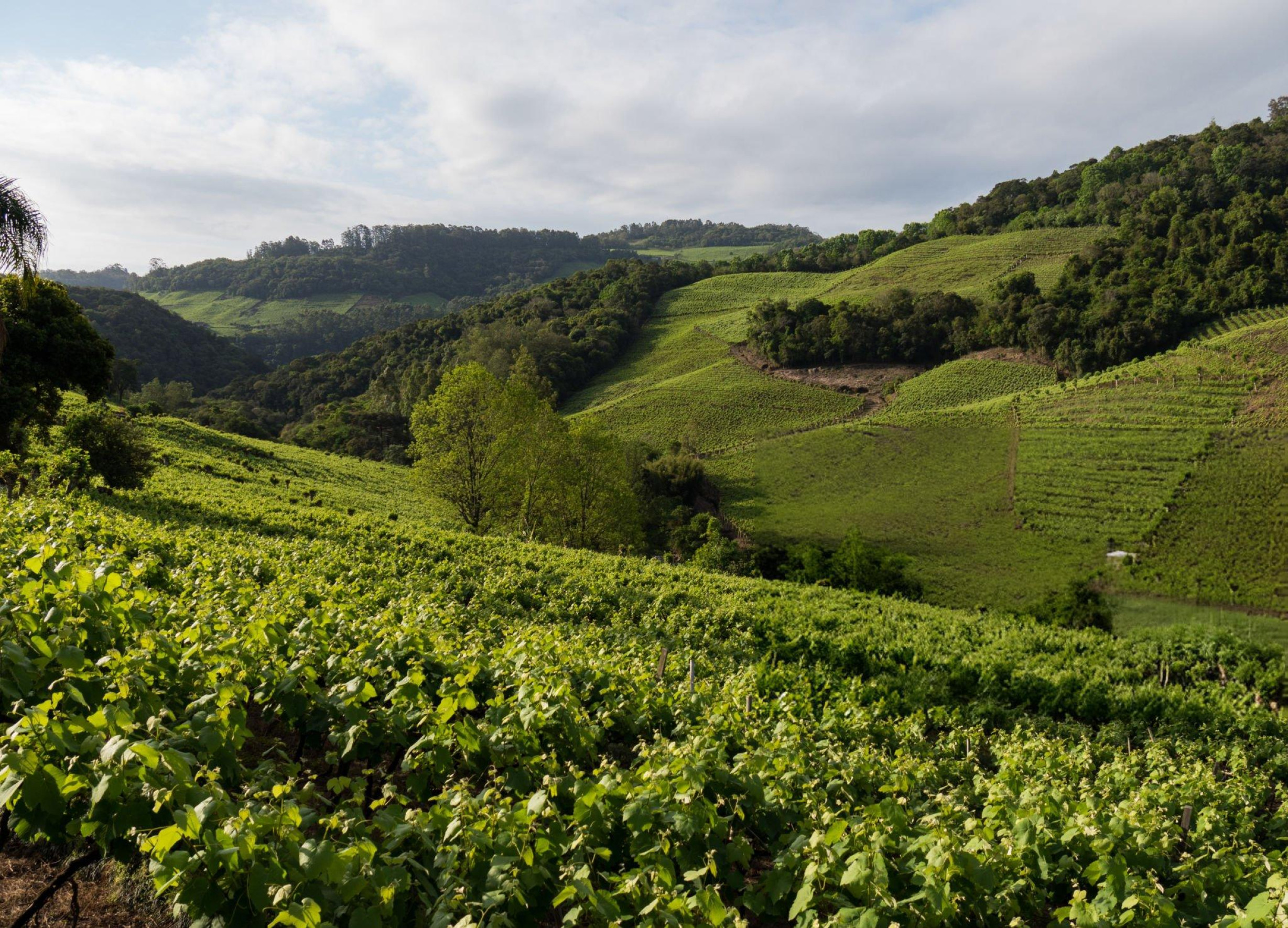 Scenic vineyard in Vale dos Vinhedos, Brazil, with rows of grapevines stretching across rolling hills under a blue sky