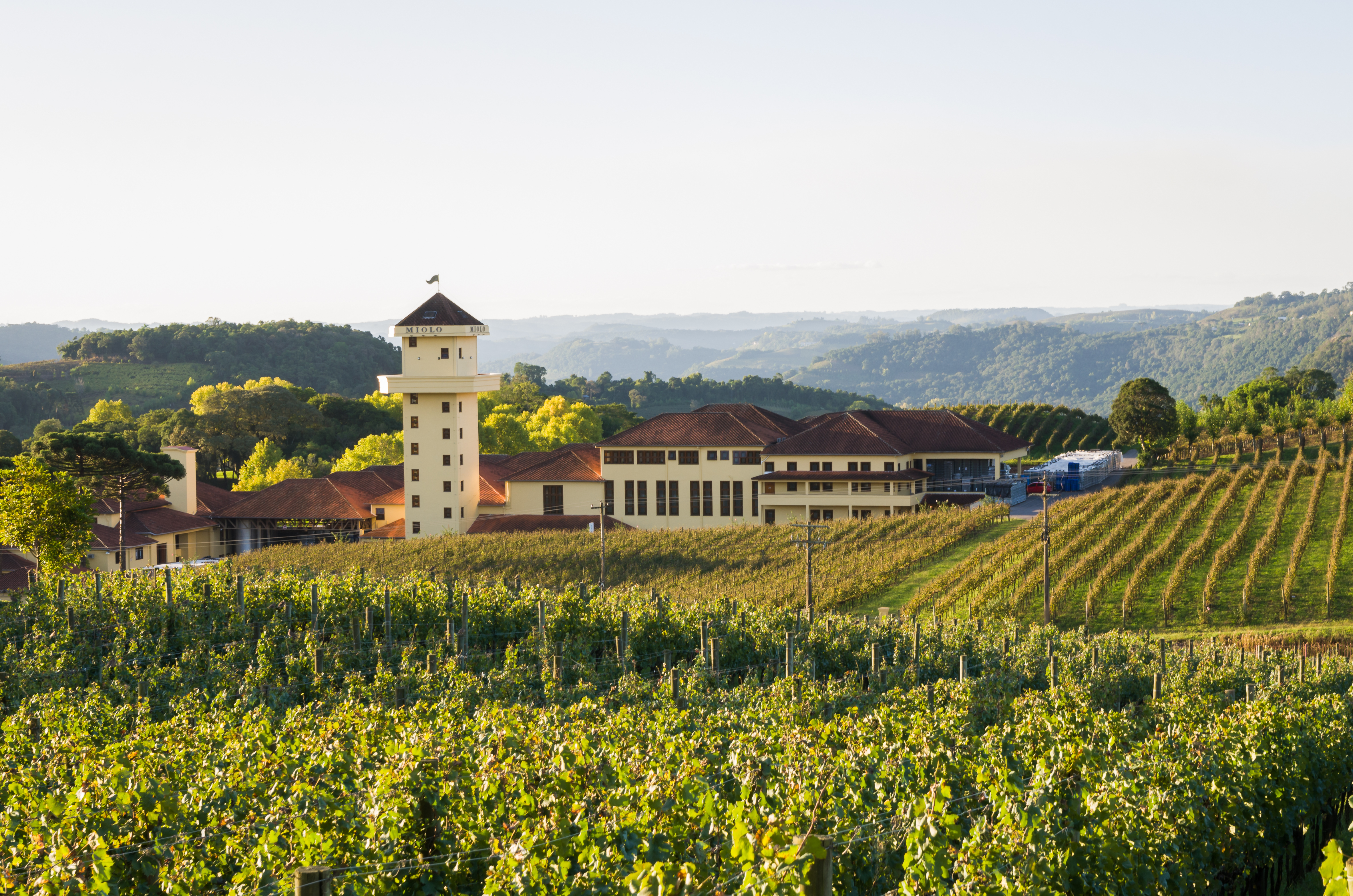 Luxury winery and grape vineyard in Vale dos Vinhedos, Bento Gonçalves, Brazil, showcasing lush grapevines and elegant architecture under a clear sky